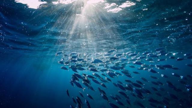 Biodiversidad submarina.