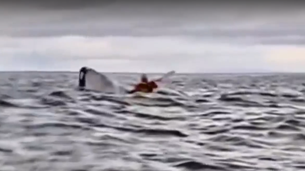El momento en el que una ballena devora a un hombre en la Patagonia chilena.
