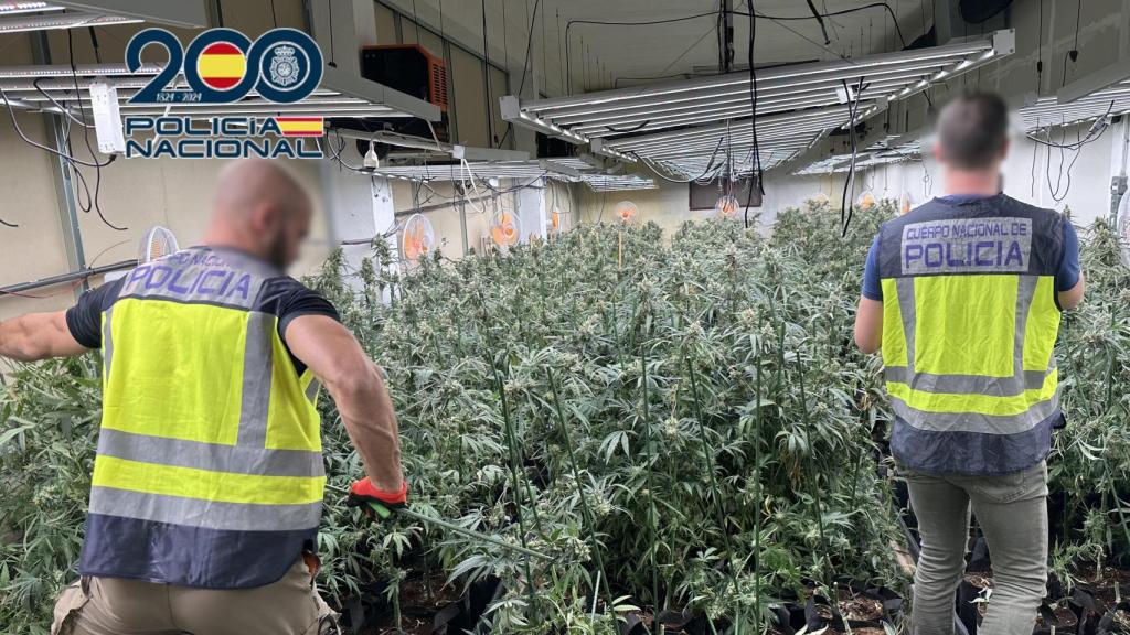 La Policía Nacional desmantelando la plantación de marihuana. CNP