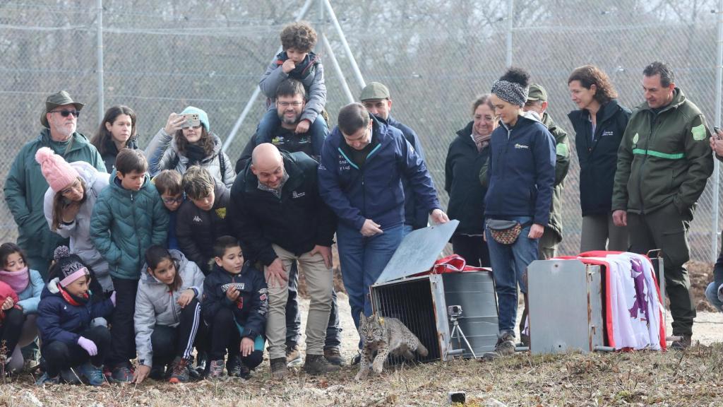Acto de liberación de linces ibéricos en el Cerrato palentino con Mañueco