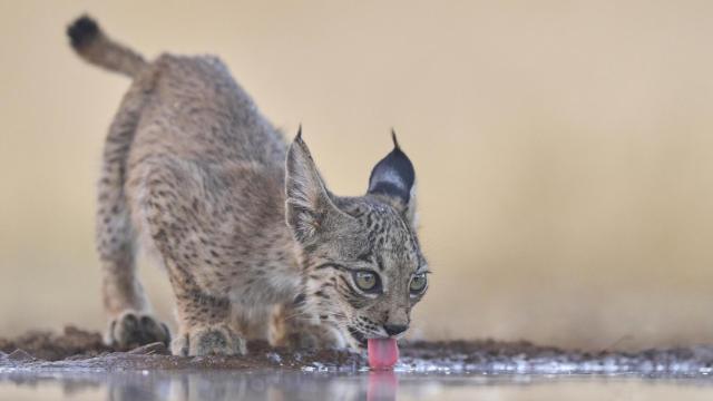 Un cachorro de lince ibérico bebe de un charco, en una imagen de archivo.