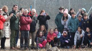 Acto de liberación de linces ibéricos en el Cerrato palentino