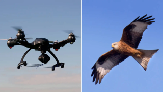 Montaje de un dron y un milano real.
