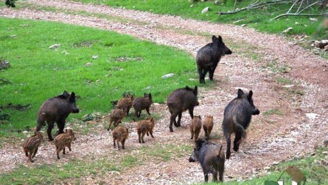 Imagen de la finca puesta en venta.