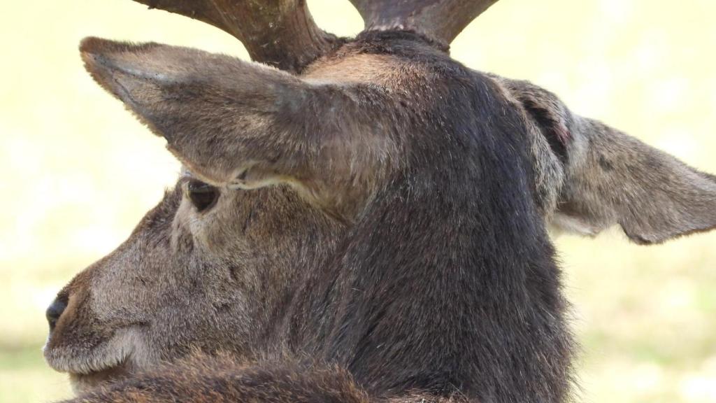 Detalle de uno de los ciervos