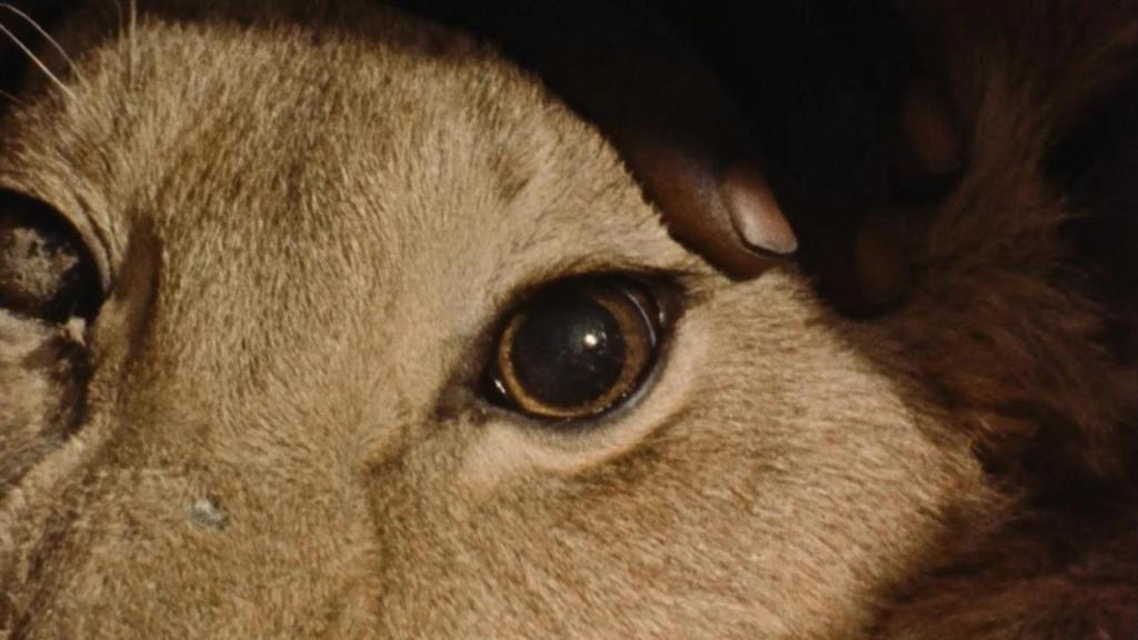 'La Chasse au lion à l'arc', de Jean Rouch