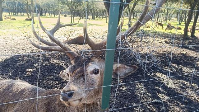 Uno de los ciervos en la Reserva de Valdellano en Palencia