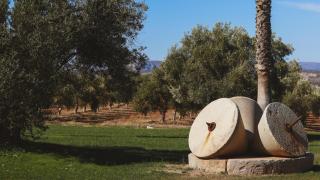 Esta es la almazara de Málaga que ha ganado un premio por elaborar el mejor aceite de la provincia