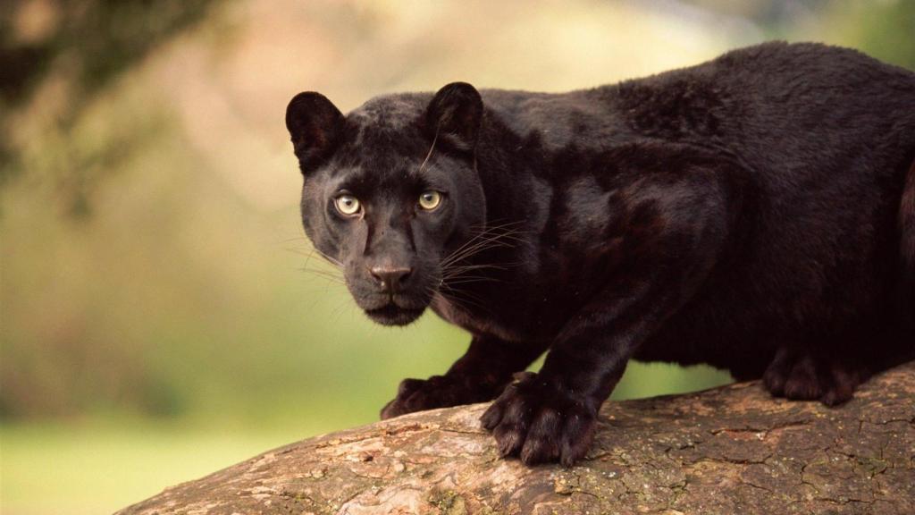 Imagen de archivo de una pantera. Foto: National Geographic.