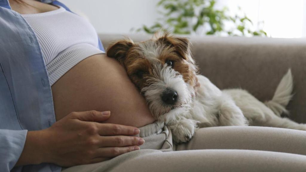 Imagen de archivo de una embarazada con su perro.
