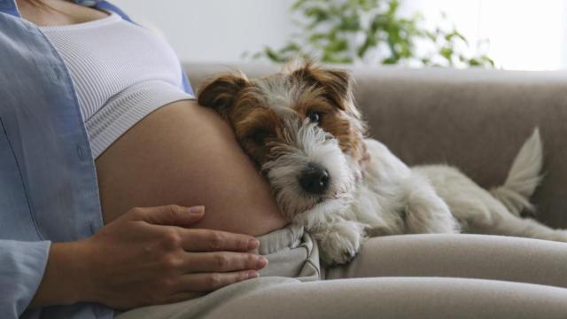 Imagen de archivo de una embarazada con su perro.