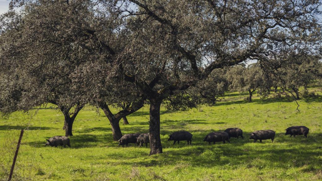 La industria porcina española es una de las más punteras de Europa.