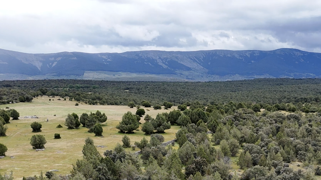 Encinar en Pedraza, Segovia.