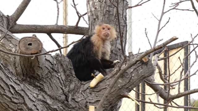 El mono capuchino que han encontrado en Mejorada del Campo.