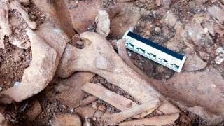 Restos humanos encontrados en una fosa común excavada en Campillos (Málaga).