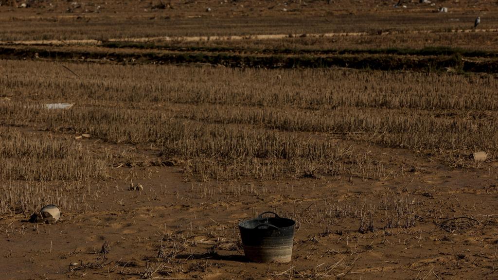 Restos de la dana en un campo de arrozales en las inmediaciones de la Albufera, imagen de archivo. Europa Press / Rober Solsona