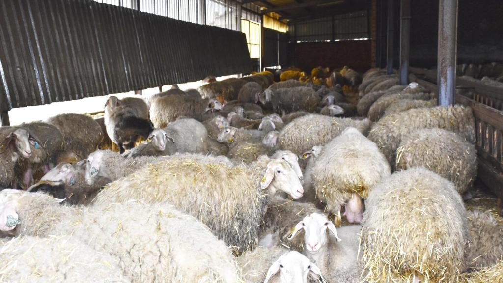 Las ovejas en la explotación ganadera de Villafrechós