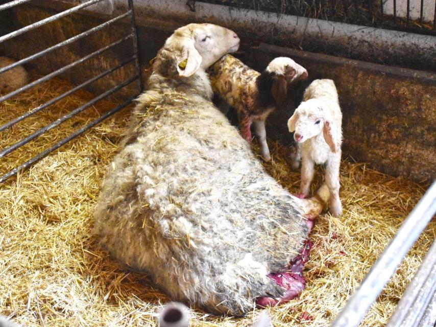 Ovejas de la explotación de ovino en Villafrechós