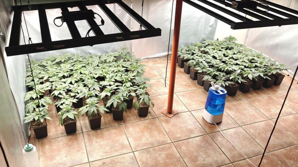 La plantación de marihuana en la vivienda de la localidad abulense de Casavieja