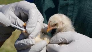 The Bird Flu Mystery: Its Facts and Myths in the 21st Century