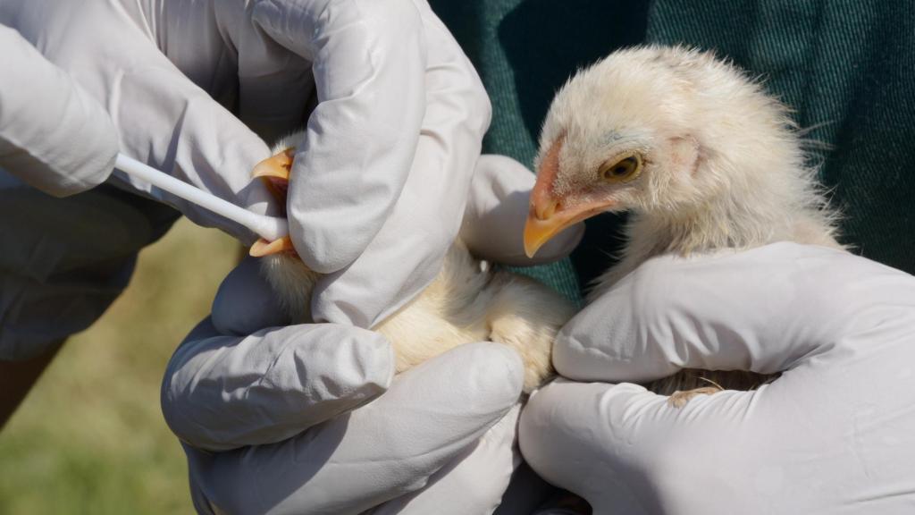 Testado de la gripe aviar en aves de corral.