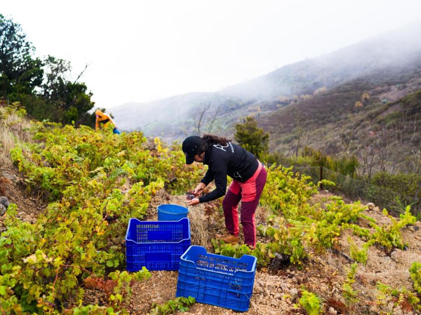 Gloria Negrín, vendimia heroica de Altos de Chipude
