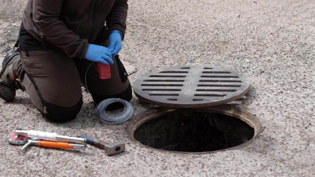 Operario haciendo un control de plagas en el alcantarillado.