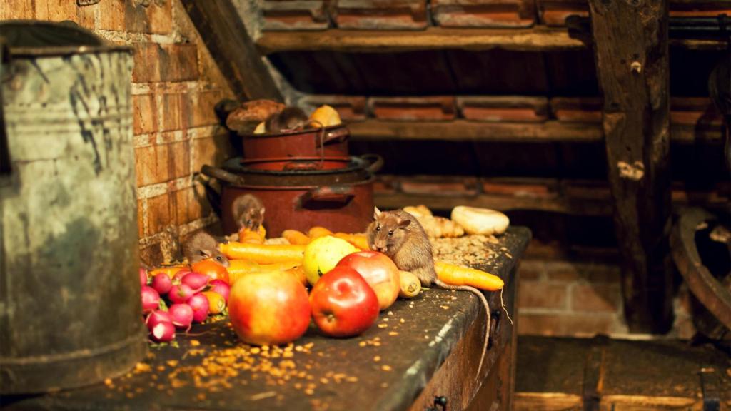 Los restos de comida son  focos de infecciones.