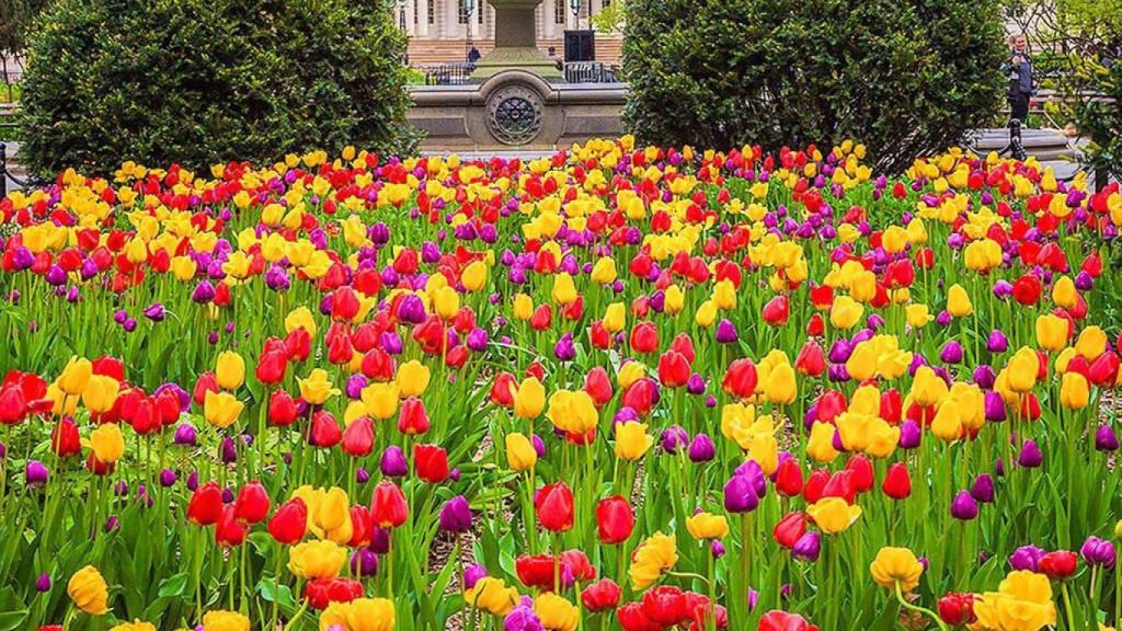 Los tulipanes, en el día del tulipán de Nueva York que pretende emular Zaragoza.