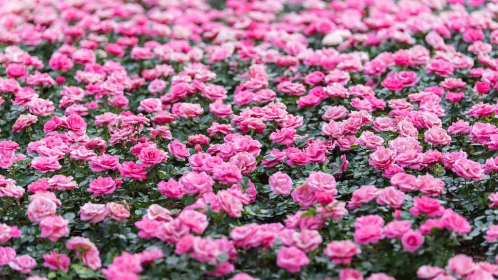 Campo repleto de rosas rosas.