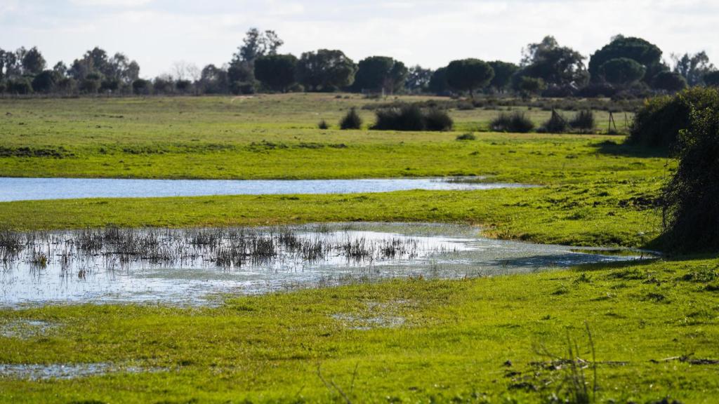 Paisaje en el parque natural de Doñana.