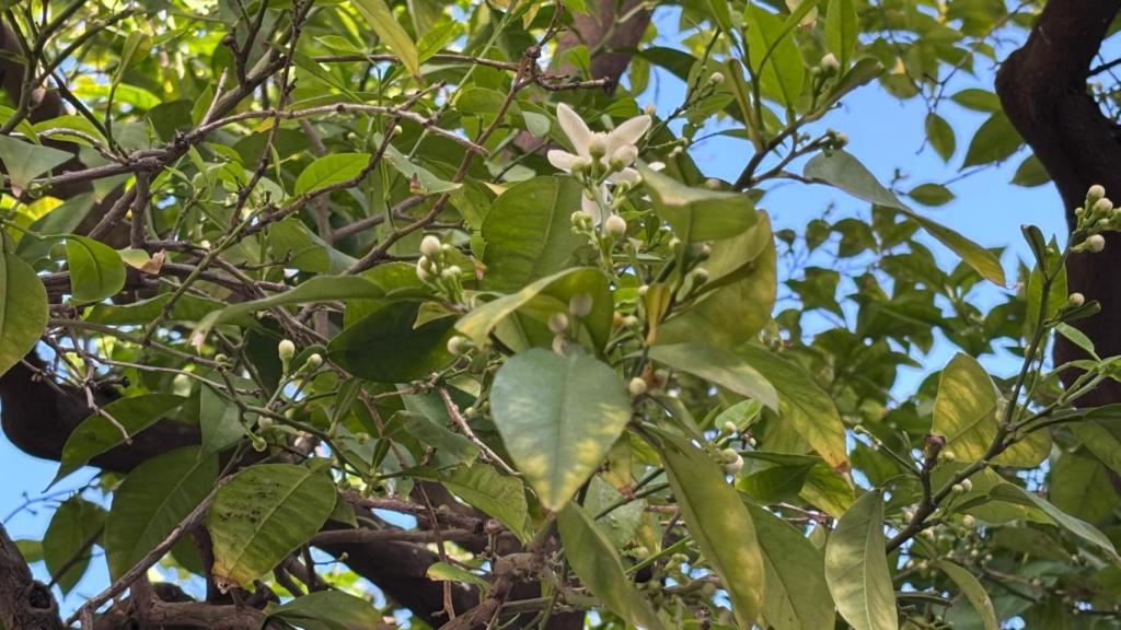 La flor de azahar florece en Sevilla por febrero.