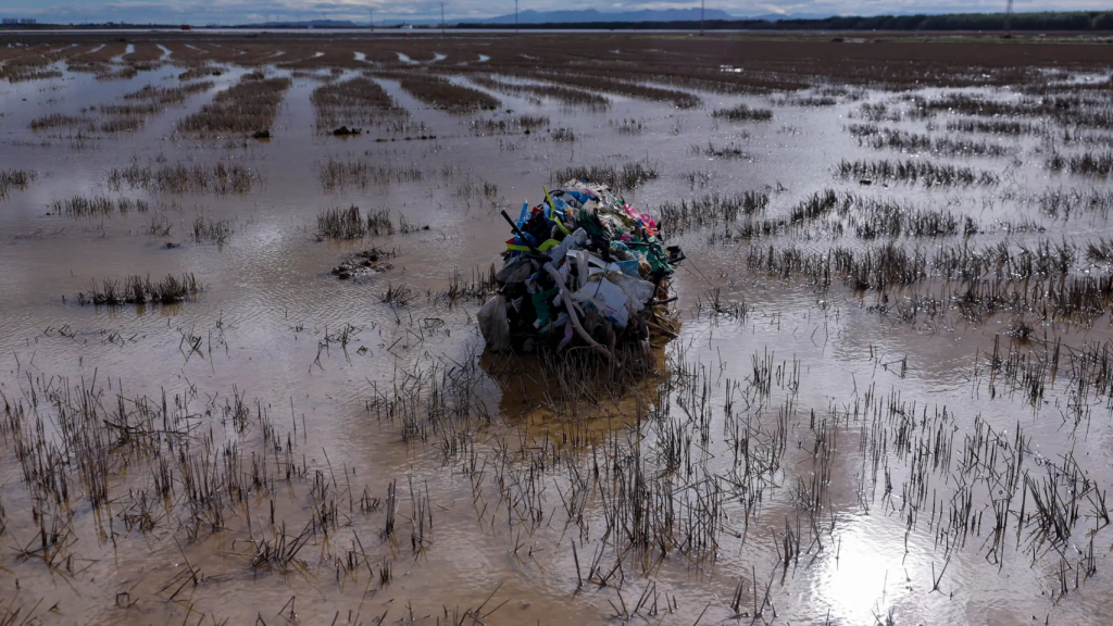 Restos de la dana en los campos de la Albufera. EFE