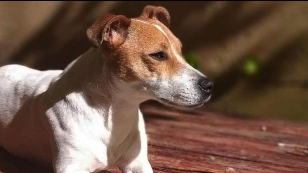 Selva, la perrita fallecida por los retrasos que causa el nuevo protocolo en atención veterinaria.