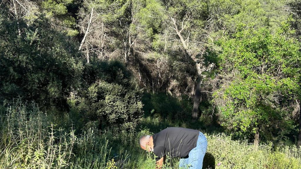 Juan Carlos Roldán recolectando plantas silvestres.
