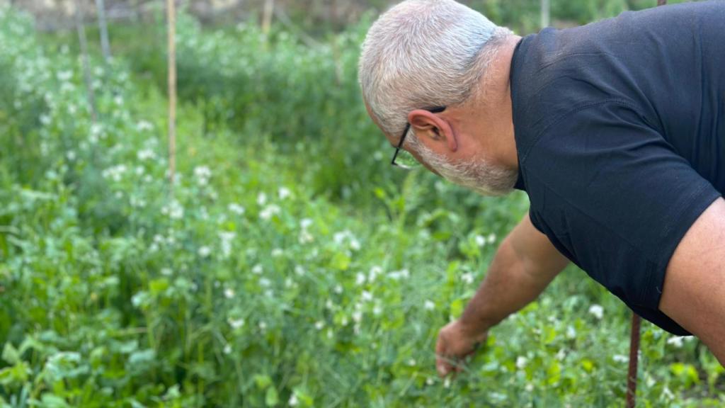 Juan Carlos Roldán en su huerto con entre guisante lágrima.