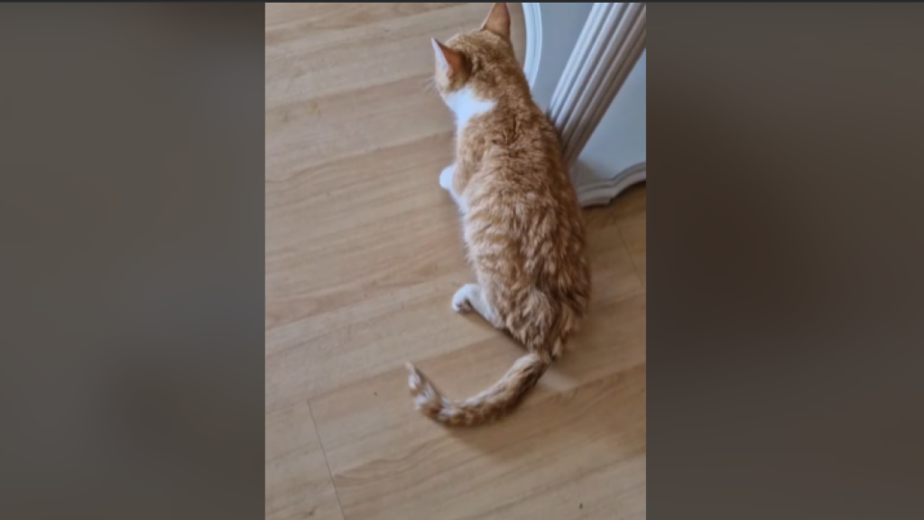 Imagen de Vainilla, el cachorro al que han disparado.