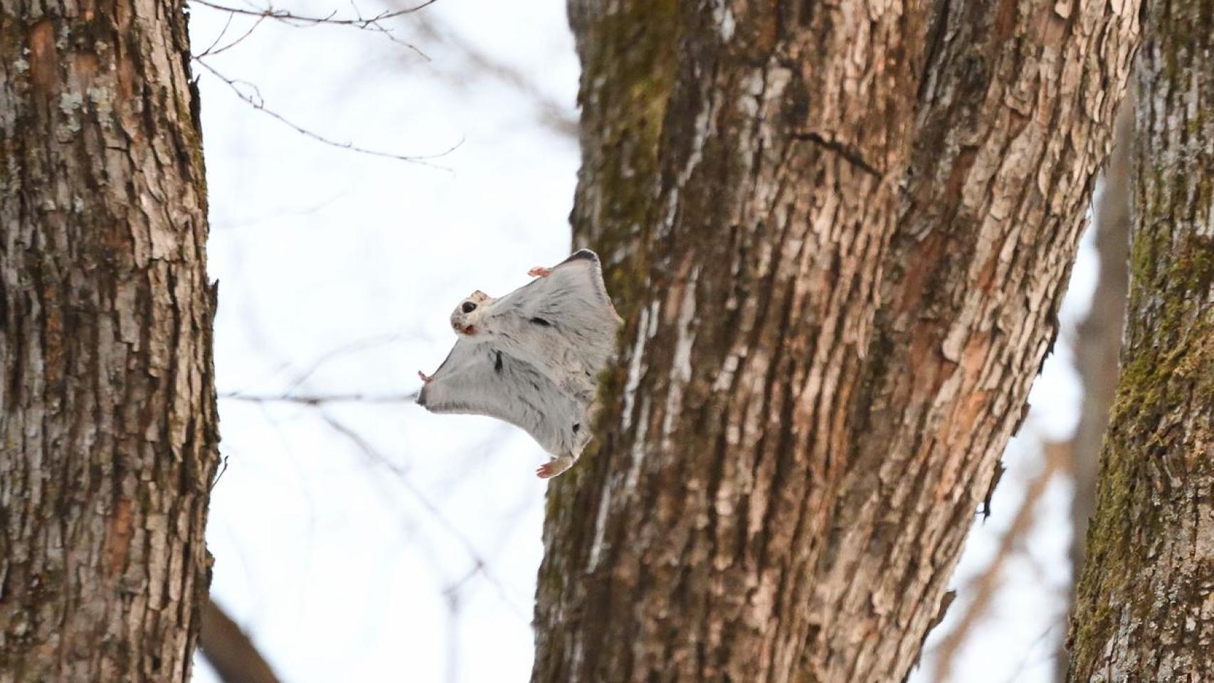 Las ardillas voladoras, no son realmente voladoras sino que saltan con estilo.