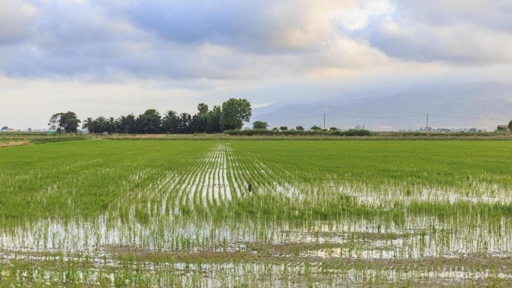 Campos de cultivo de arroz.