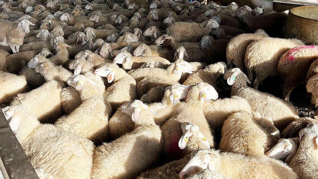 Imágenes de las ovejas en San Esteban de Villacalbiel