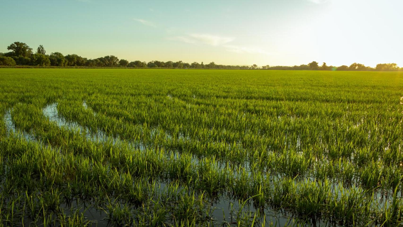 Arrozales en el pequeño pueblo de Benavente, distrito de Santarém, Portugal.
