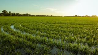 Arrozales en el pequeño pueblo de Benavente, distrito de Santarém, Portugal.