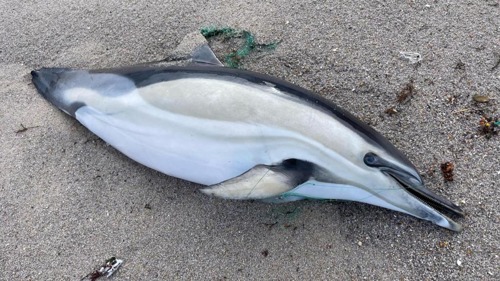 Un nuevo delfín varado en la playa de Orzán de A Coruña