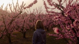La espectacular ruta entre frutales en flor cerca de Zaragoza: un plan perfecto para esta primavera
