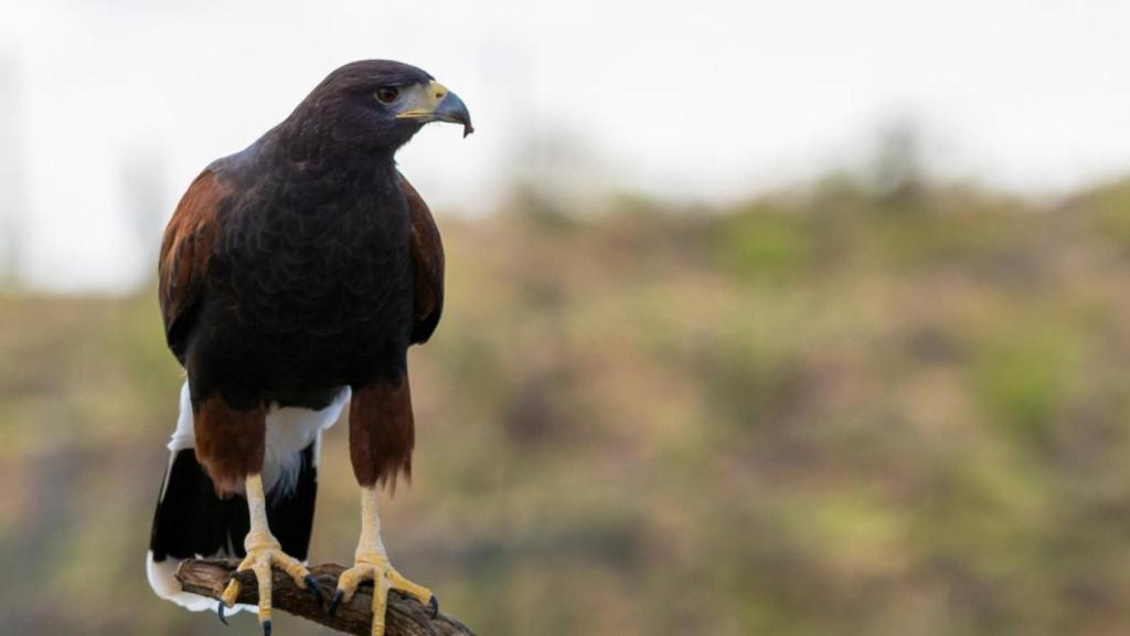 Águila de Harris. Imagen de archivo.