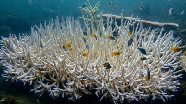 El blanqueamiento de corales es la cusa más llamativa de la subida de temperaturas. Coral de Martin en la Antártida