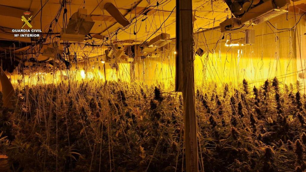 Cae una red de albaneses que explotaba una plantación con más de mil plantas de marihuana en Guadalajara