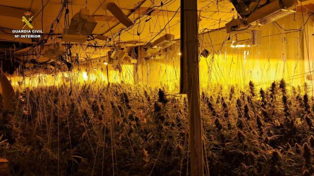 Cae una red de albaneses que explotaba una plantación con más de mil plantas de marihuana en Guadalajara