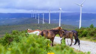 Parque eólico de Monte Redondo.