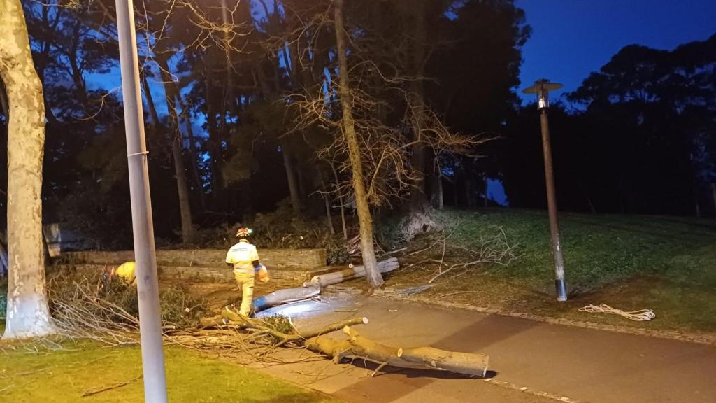 Caída de árboles en Oleiros